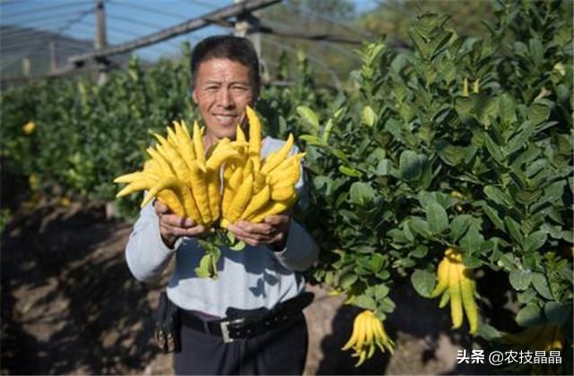 佛手种植技术，掌握以下几个小技巧，产量高品质也好