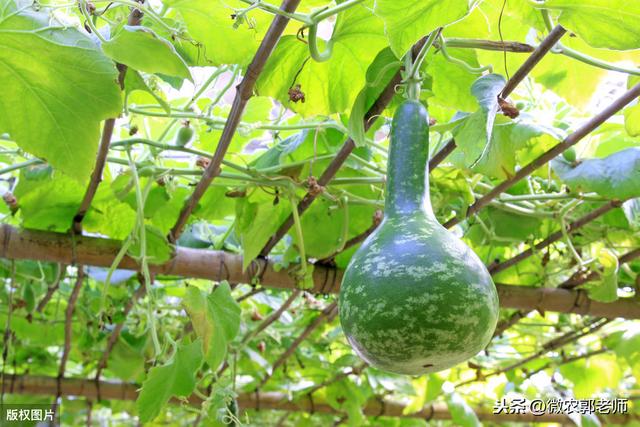 葫芦种植技巧，教会大家怎么种植葫芦，以及应该注意的事项