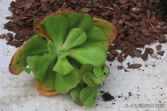 每天种植一颗多肉植物，红梅枝型妖娆，叶色绿里泛红