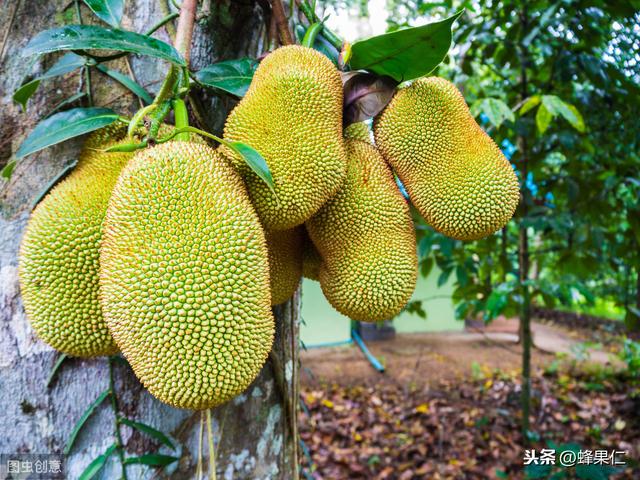 为什么别人种植的菠萝蜜产量高品质又好？你这样种植还能一举三得