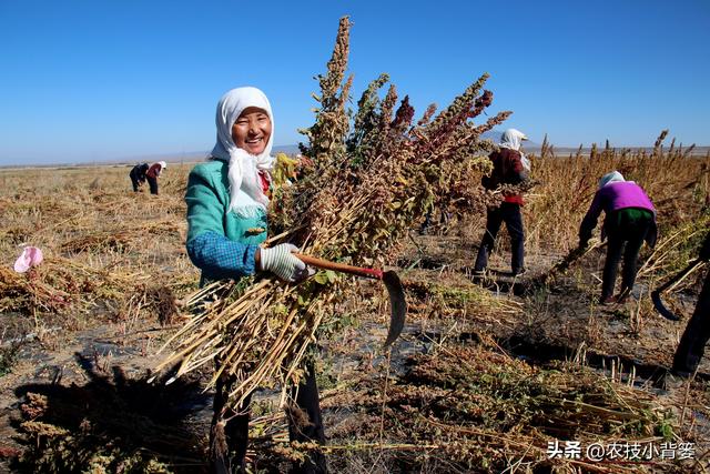 种植大豆，如何使用底肥、种肥、追肥、叶面肥才能实现高产优收？