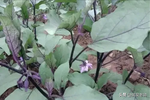 夏季主要蔬菜管理的几项关键技术