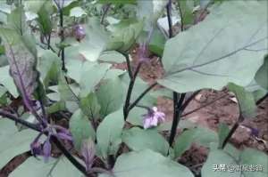 大白菜夏季种植技术(夏季主要蔬菜管理的几项关键技术)