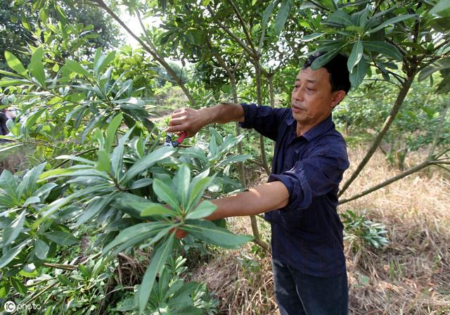 杨梅是一种耐贫瘠的果树，但对施肥要求也严格，那该怎么施肥呢？