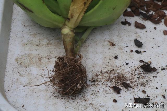 每天种植一颗多肉植物，红梅枝型妖娆，叶色绿里泛红