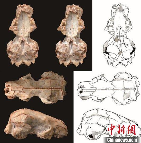 中国新发现2000万年前短面猬化石 与北美“亲戚”更密切