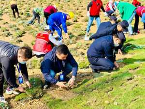 南京草坪种植(呵护生态环境 创意绿色种植——街道总工会这场劳动实践为葛塘再添新绿)