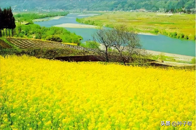 种植肥田油菜，改良土壤，简单易行，成本低，秋冬、春季都能种植