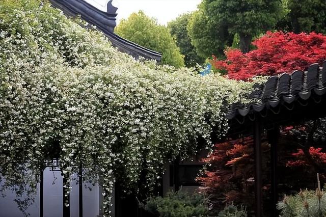 院子养棵“木香花”，长势真泼辣，2年爬满墙，花量巨大堪比第一