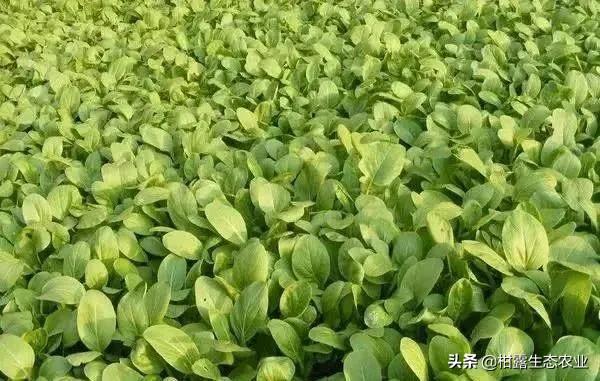 2020全年种植时间表出炉，怎么搭配避免重茬，一看就明白