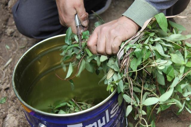 鱼腥草适合种植地区、方法、收益，看看有没有你的家乡