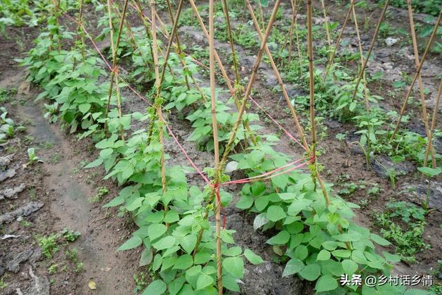 种植秋豆角和秋黄瓜，掌握几个种植和管理技巧，长得好结的还多