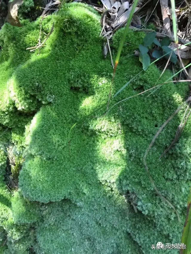 盆景的最佳拍档——苔藓