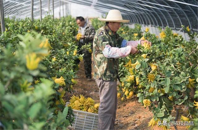 佛手种植技术，掌握以下几个小技巧，产量高品质也好