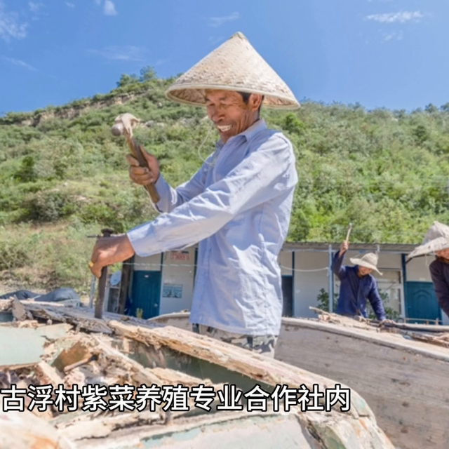 石狮：“古浮紫菜”成沿海农民增收致富的重要来源