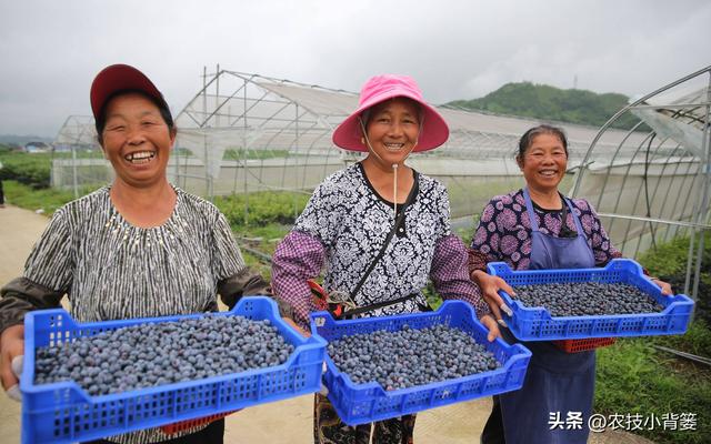 蓝莓需要多少冷温量才能开花结果？如何挑选适合当地的蓝莓品种？