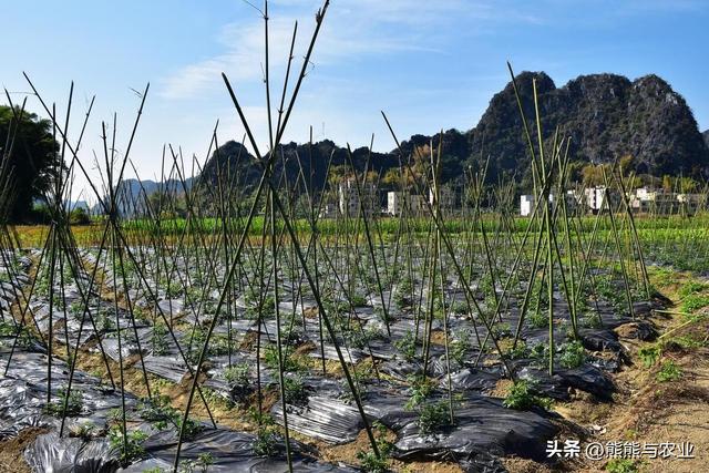 夏季番茄高产种植，明白这10个方面，种番茄不踩坑