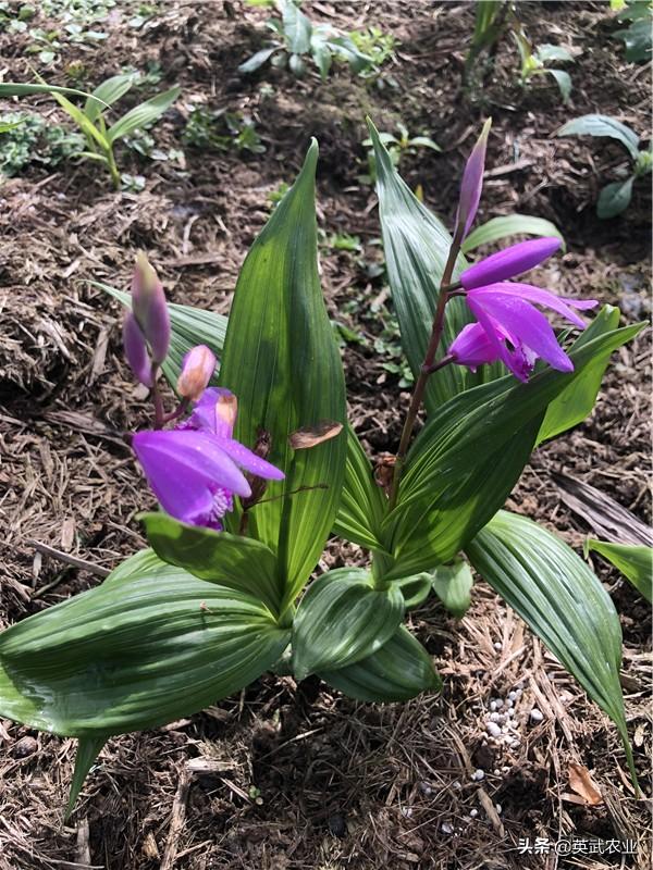 白芨种植隐藏着巨大风险，慎种