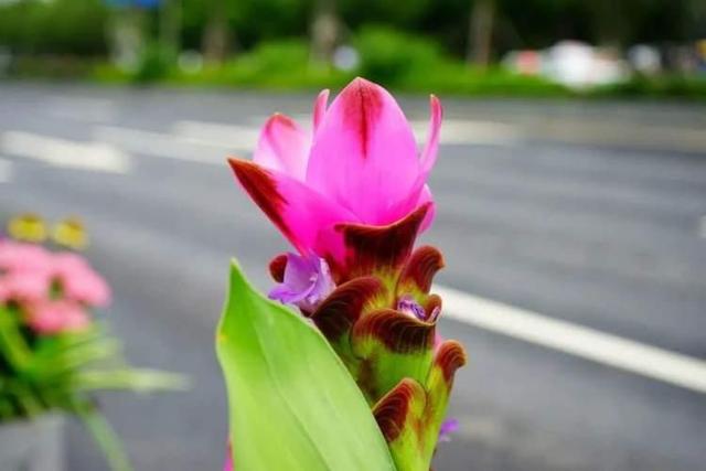 “荷花”“松果”栽进道路花箱？ 广中西路花箱换上崭新夏装