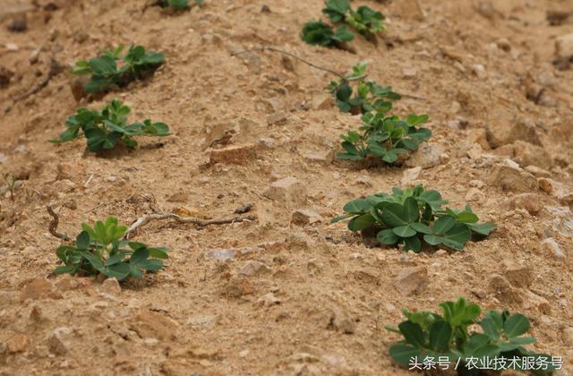 花生的一生生长周期，生育特点、栽培种植管理技术要点