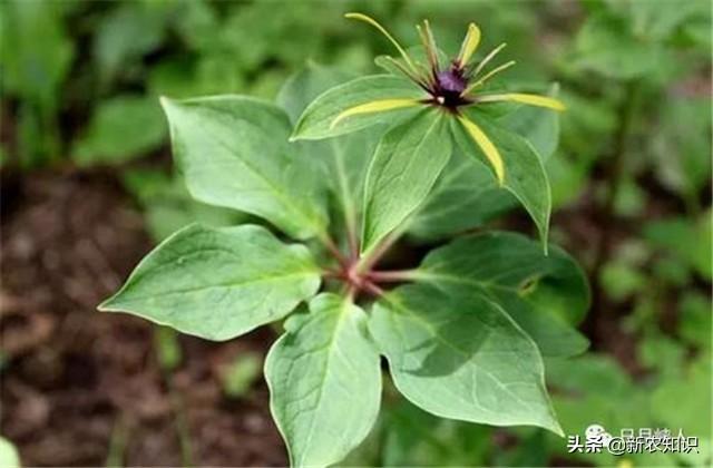 重楼栽培技术详解，想种植或者已种植的农户，可多参考参考