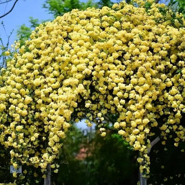 院子养棵“木香花”，长势真泼辣，2年爬满墙，花量巨大堪比第一