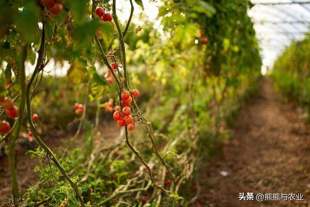 夏季番茄高产种植，明白这10个方面，种番茄不踩坑