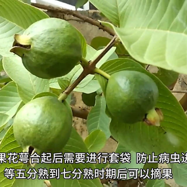 番石榴种植技术#纯天然绿色食品