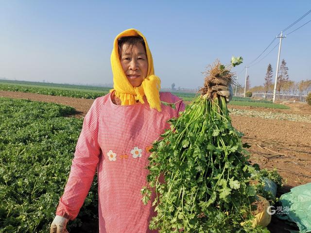 每亩能赚五千多元！来看平度这里的香菜种植配了啥“套餐”