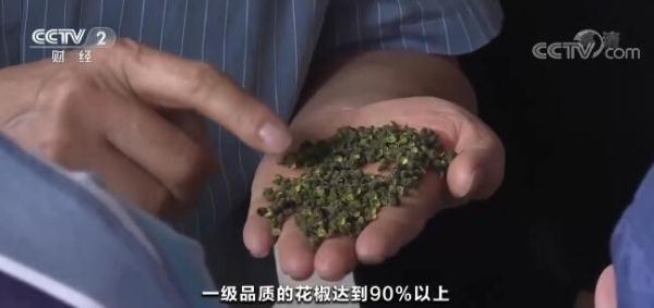 重庆江津花椒进入采摘期 田间地头科技感十足