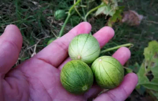 路边常见的“马泡瓜”，却是“酒精的克星”，种子榨油非常昂贵