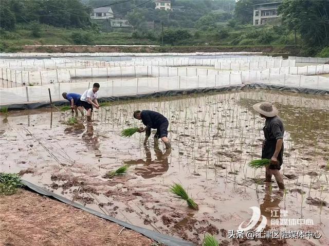 江津首个！龙华镇开展“稻鱼蛙”共生种养殖试点经营