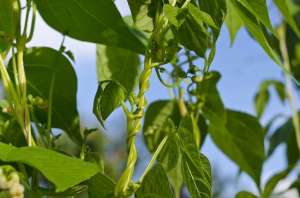 四季豆种子怎么种植(春季是种菜的季节，四季豆什么时候种植，如何管理，看完明白了)