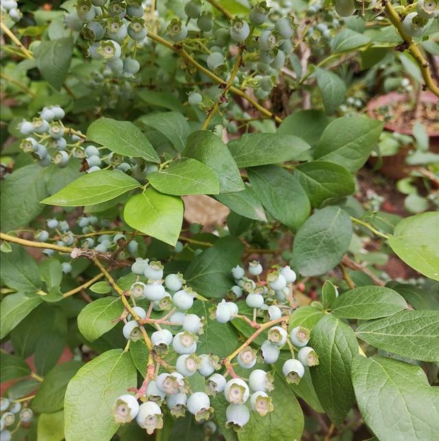 院子里养棵蓝莓树，只要做好这些事项，每年都能大量结果