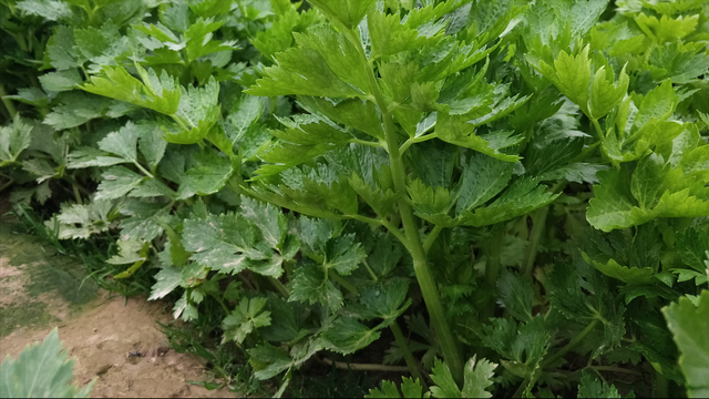 芹菜总是长不好？定植时做对3点，棵棵长势壮，产量高