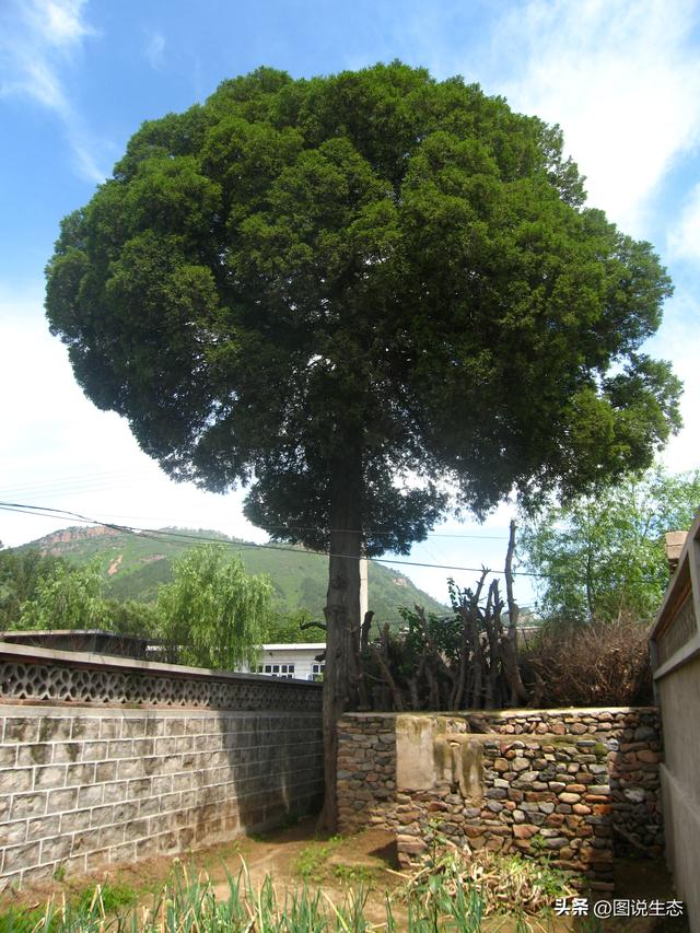 河北这几棵古柏记忆了半部燕赵史，有多个地方都称自己是天下第一