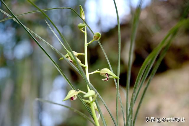 蕙兰不开花、大小年的问题，只需要做好这3条，当年就能花开爆盆