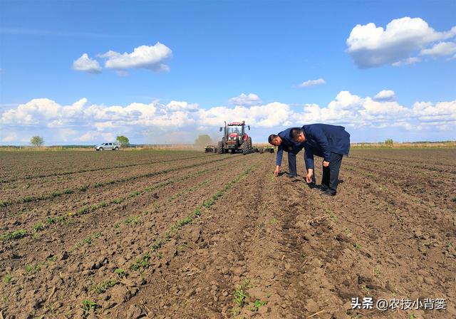 种植大豆，如何使用底肥、种肥、追肥、叶面肥才能实现高产优收？