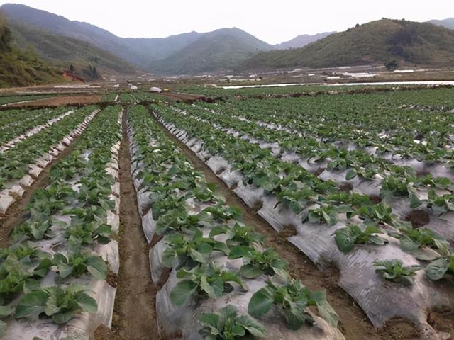 花椰菜怎样种植可获高产？做对7个步骤，即可获得无公害高产优质