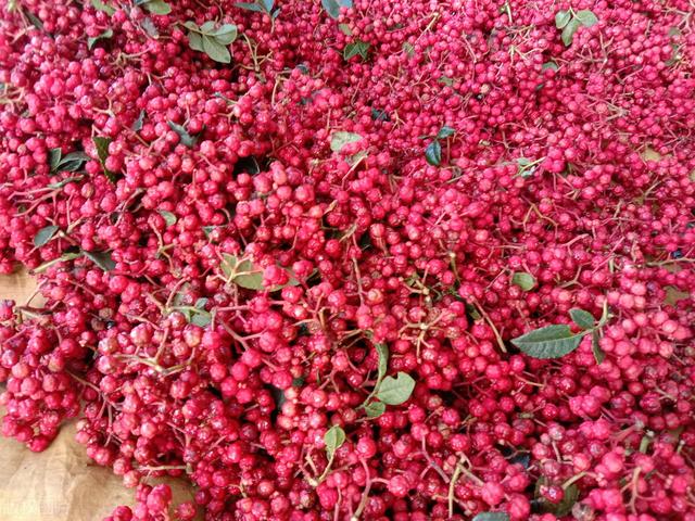 「科普」花椒种植技术