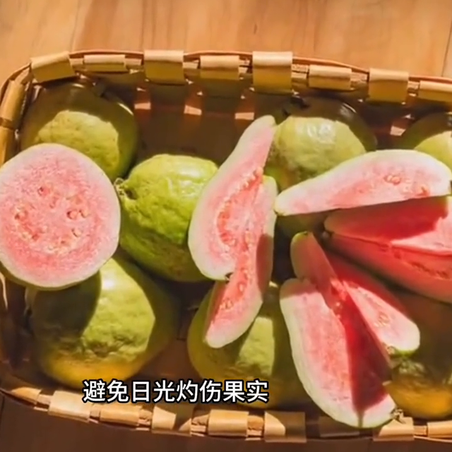 番石榴种植技术#纯天然绿色食品