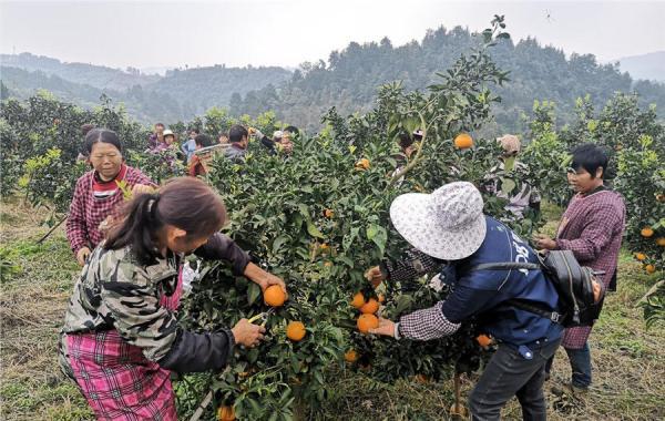 毕节金沙：油沙坡上喜收“致富果”