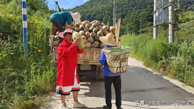 修文县大石布依族乡三合村：牛腿南瓜采摘忙 乡村振兴产业旺