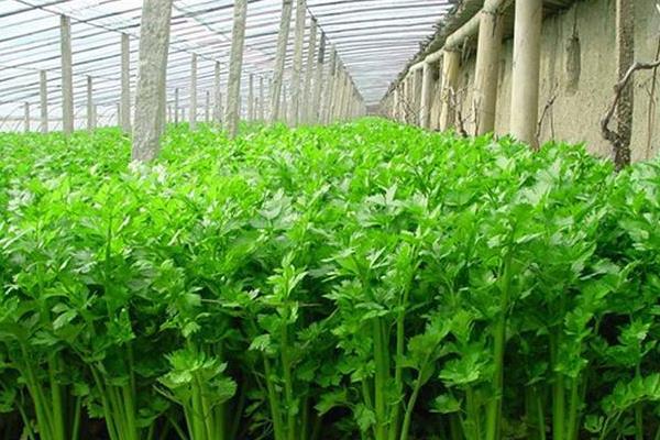 芹菜高产种植技巧，附种植时间