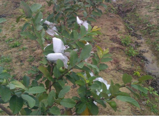 想要种植好芭乐，科学的管理很重要，这些你都了解吗？