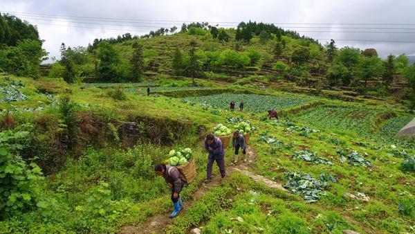 桐梓：青青小水流出幸福来