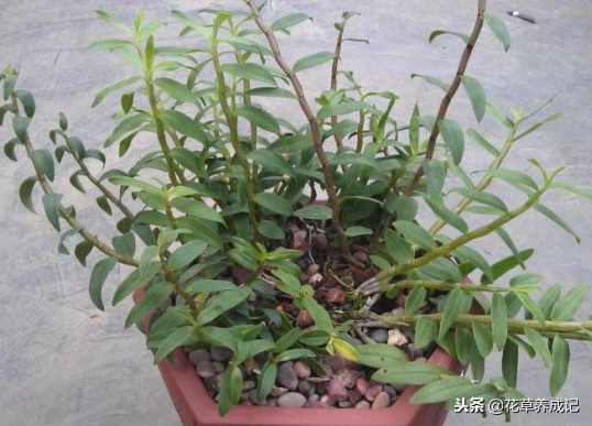 阳台盆栽石斛种植方法