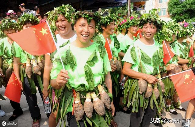 要想芋头种植产量大、品质高、收益好，这些种植管理技巧要知道