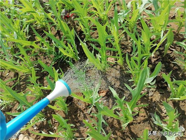 夏季六月还能种植什么蔬菜、生长好？喜暖耐热蔬菜类，肥水要跟上