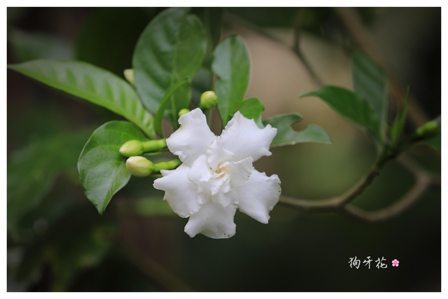 4种生命力顽强的植物，“见”土就活，给点阳光，植株旺盛开花多